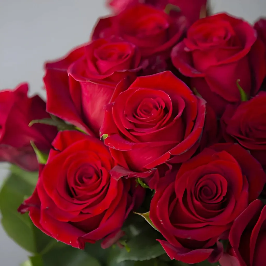 Fresh European Cut Red Roses For Your House