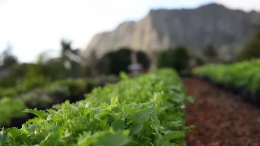 Ingredients Hawai'i